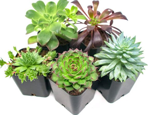 best succulent plants online