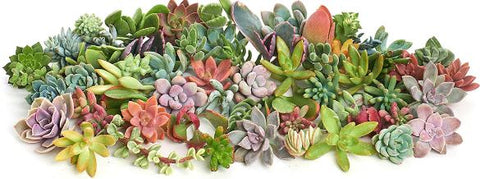 succulents online