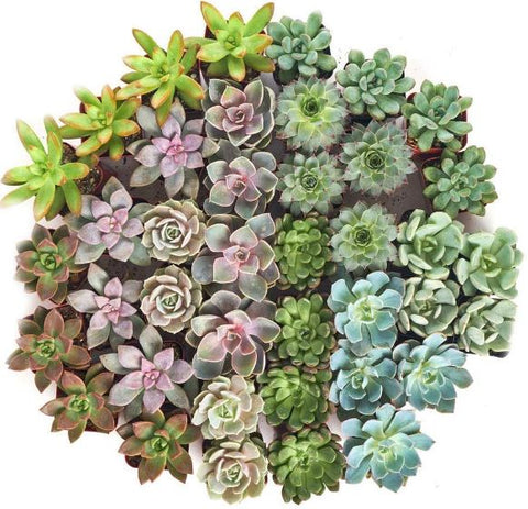 mini succulents