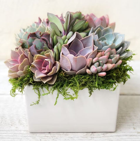 succulent planters