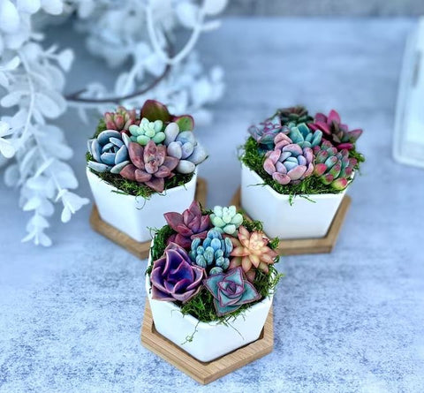 mini succulent plants