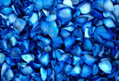 blue rose petals