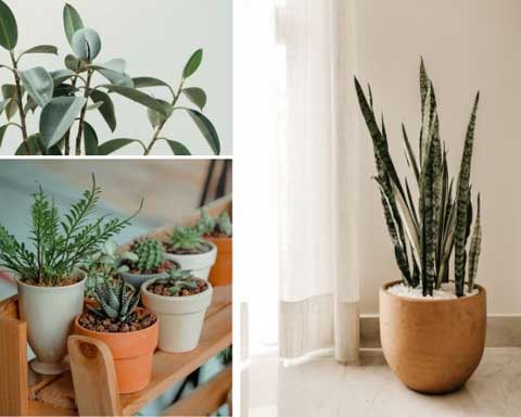 plants for design ideas