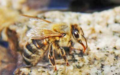 how to make a bee bath