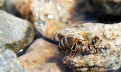 bee bath diy