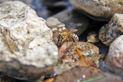 bee bath diy