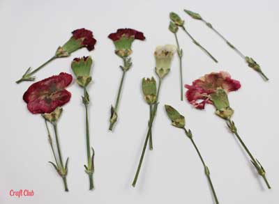 how to dry flowers inside books