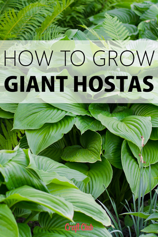 how to grow large hosta plants