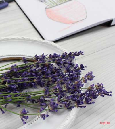 how to draw lavender