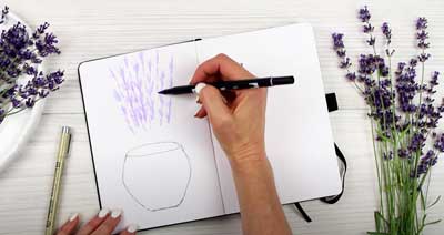 how to draw lavender