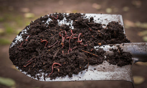 worms for soil health