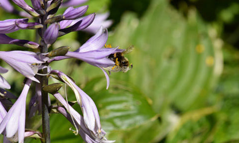 bees on hosta plants