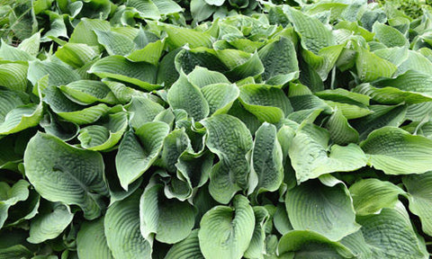 how to grow large hosta plants