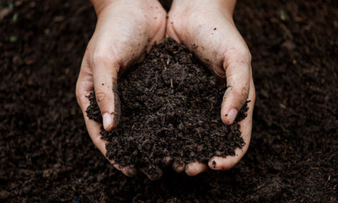 best soil for planting hosta