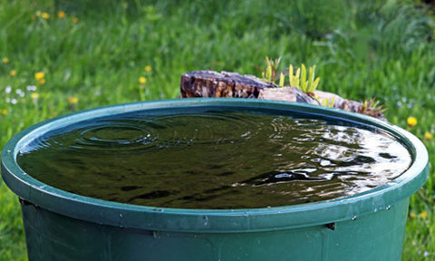 how to grow large hostas with rainwater