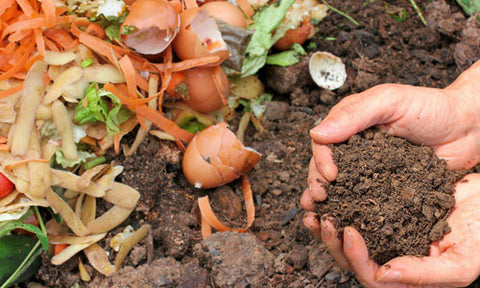 composting soil for hosta plants