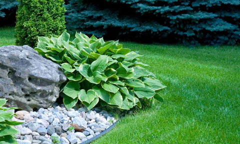 how to grow a large hosta plant