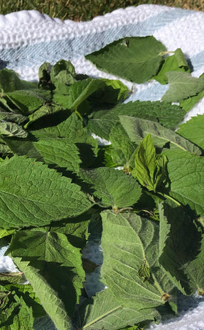 how to dry mint for mint powder