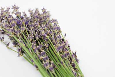 royalty fee lavender stock photos