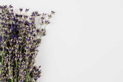 royalty fee lavender stock photos