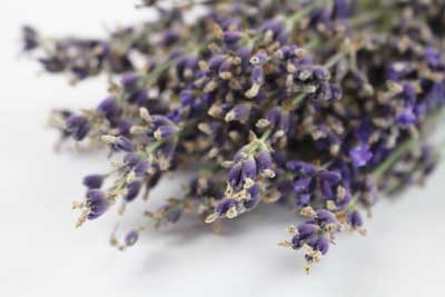 royalty free lavender stock photos