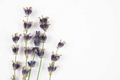 royalty free lavender stock photos