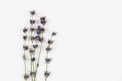 royalty free lavender stock photos