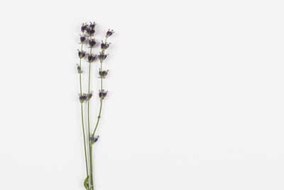 royalty free lavender stock photos