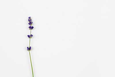 royalty free lavender stock photos