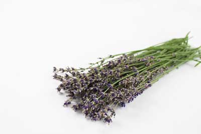royalty free lavender stock photos