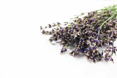 royalty free lavender stock photos