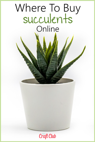 best places to buy succulents online