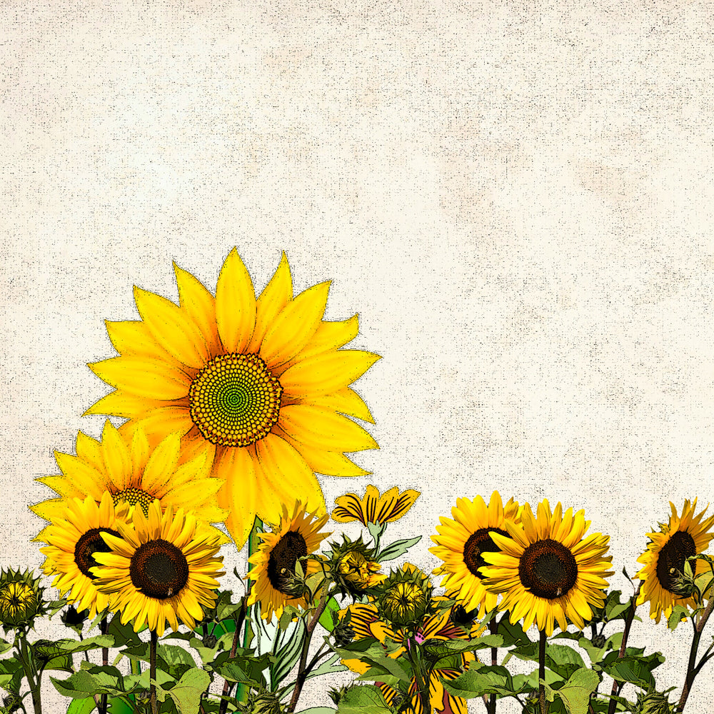 free-printable-images-of-sunflowers