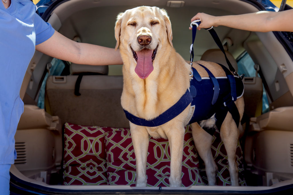 balto body lift brace on dog in car