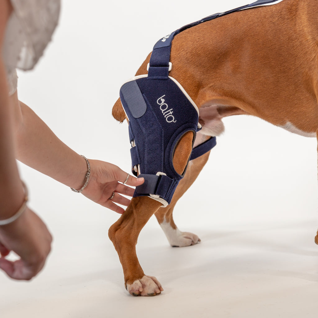 how to fit a brace to a canine