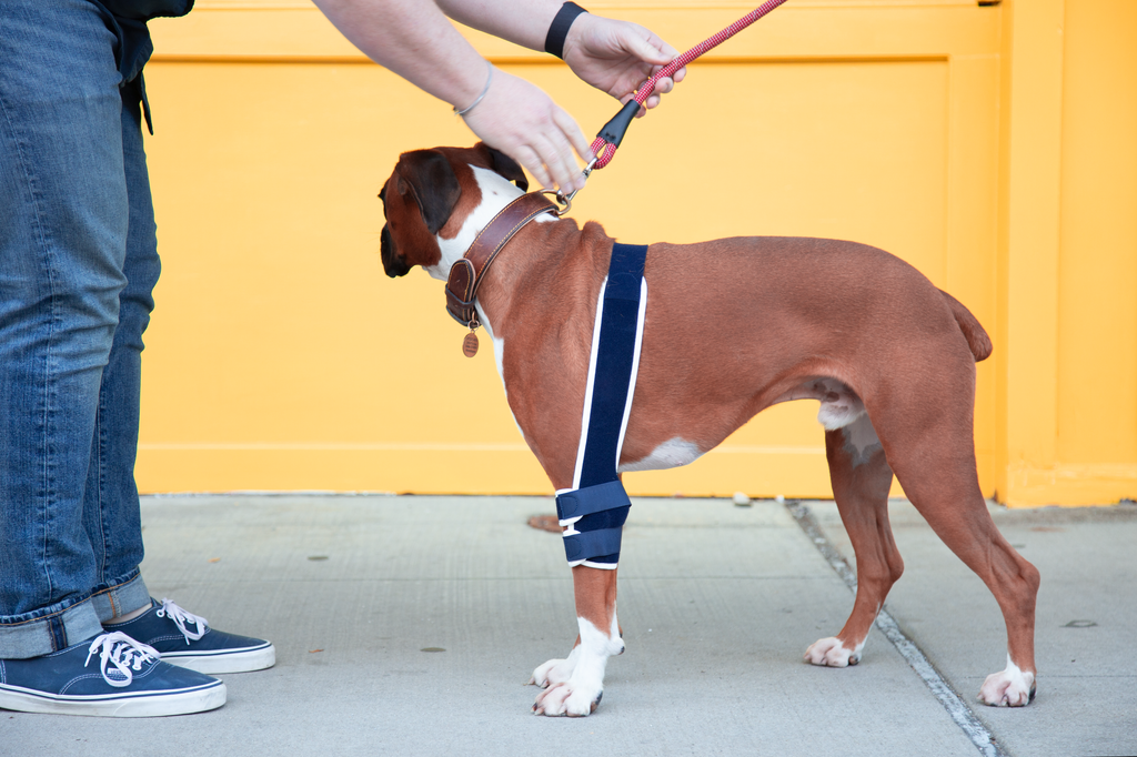 dog wearing balto soft brace