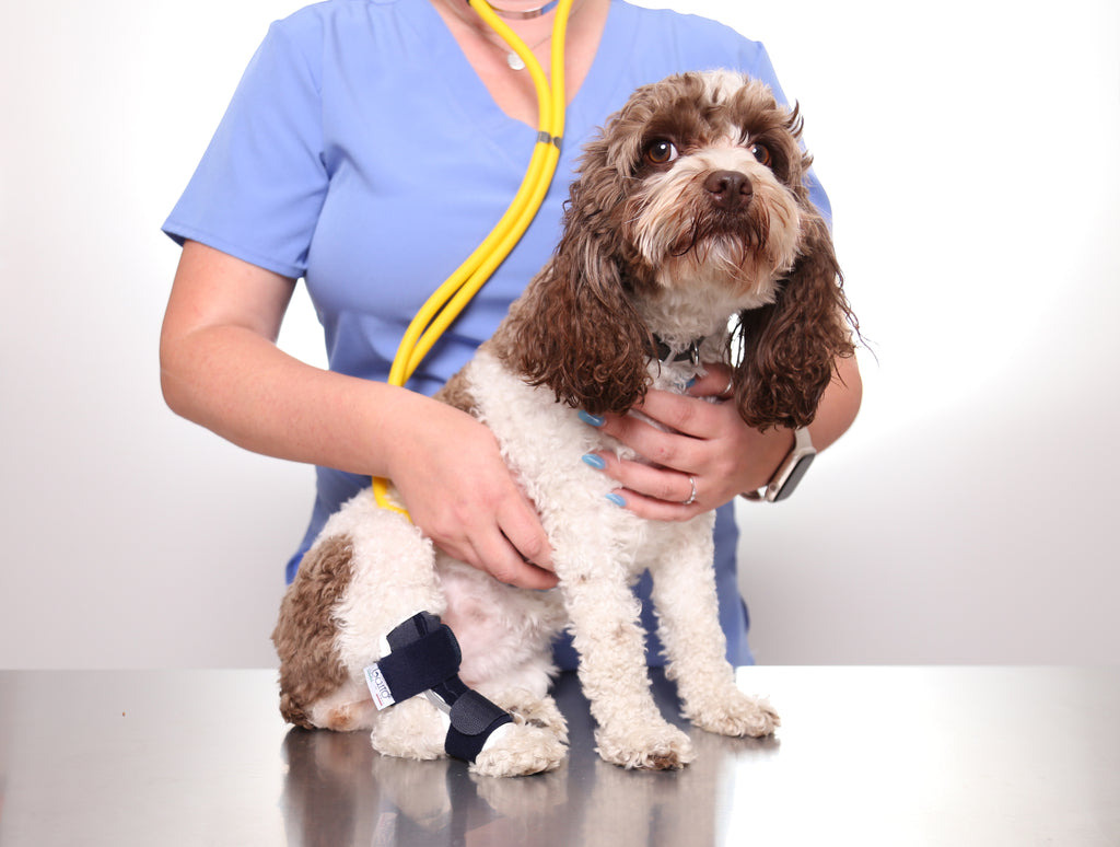 balto in vet practice