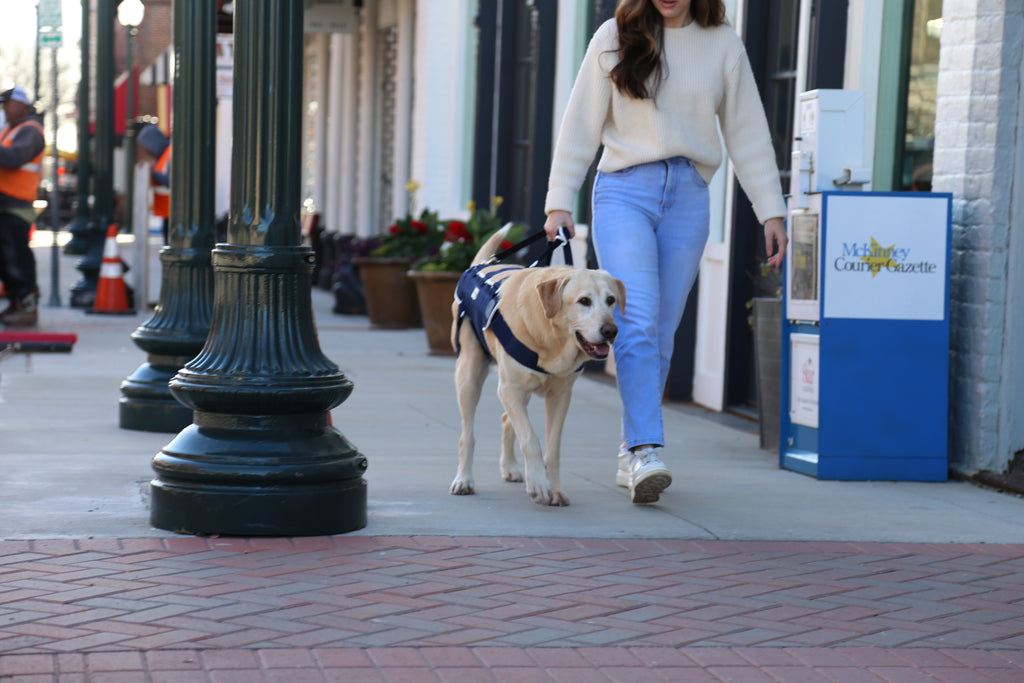 person walking yellow labrador retriever in Balto USA dog orthopedic brace to support him. Dog cannot walk on his own and needs dog harness with handles to assist him walking