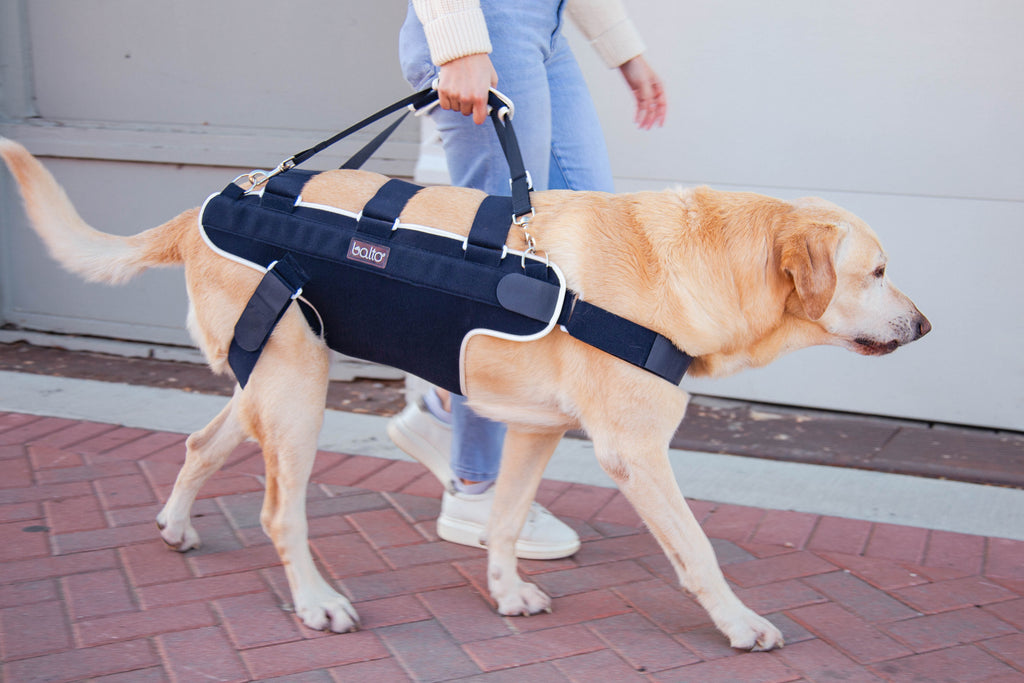 older dog walking with a balto brace in the city