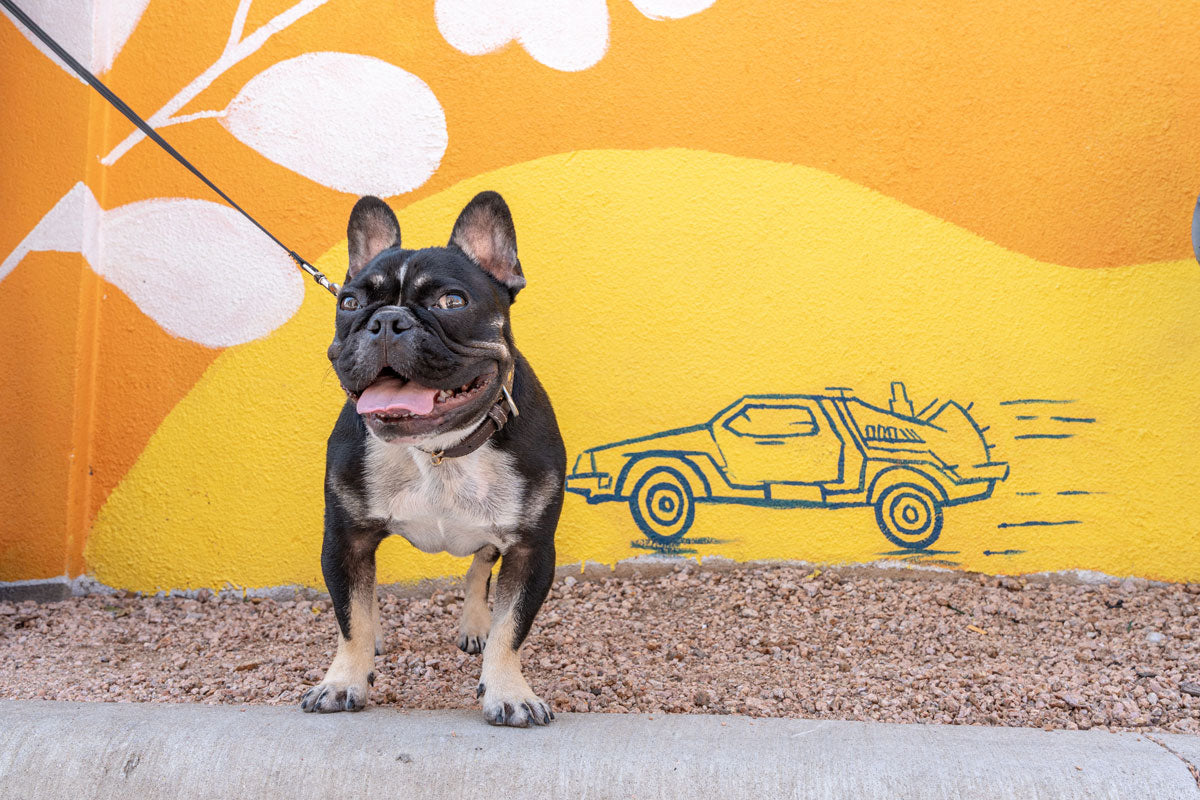 happy dog standing in front of mural