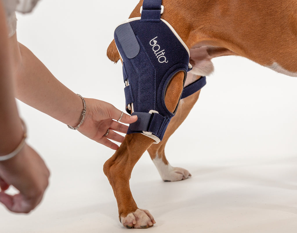 showing how to fit a balto orthopedic brace on your dog