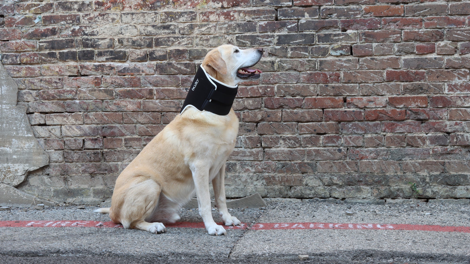 balto neck eco on dog sitting next to wall