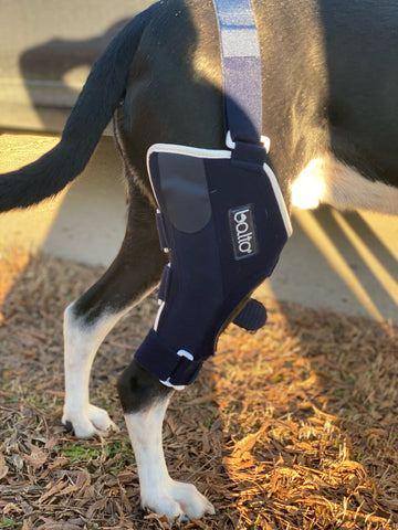 dog wearing balto jump with leg facing camera