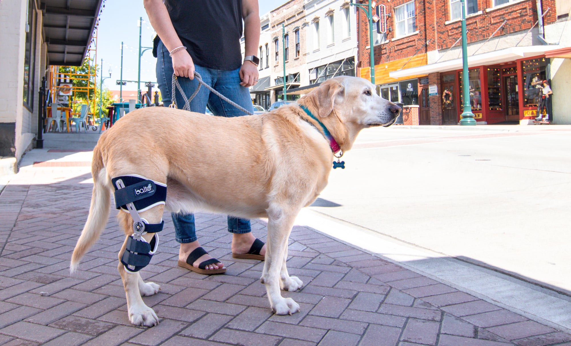 dog wearing ligatek ccl brace on knee