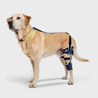 orthopedic bracing for dogs and cats - Balto®USA Ligatek