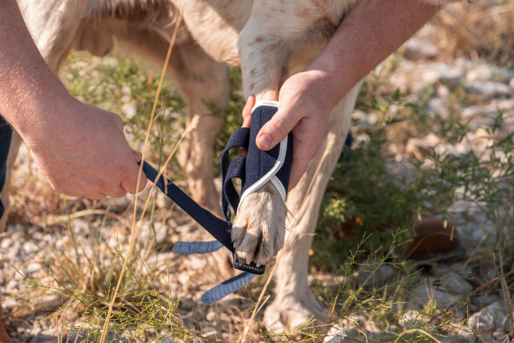 balto splint on dog for hyperextension