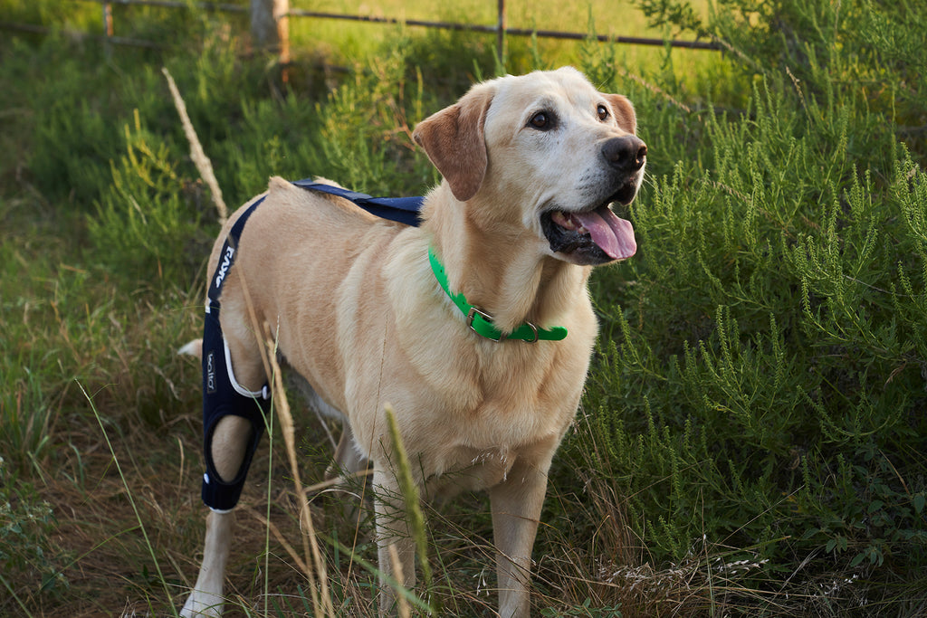 yellow labrador retriever in a Balto Jump brace for CCL injury. A brace for knee injury in dogs.