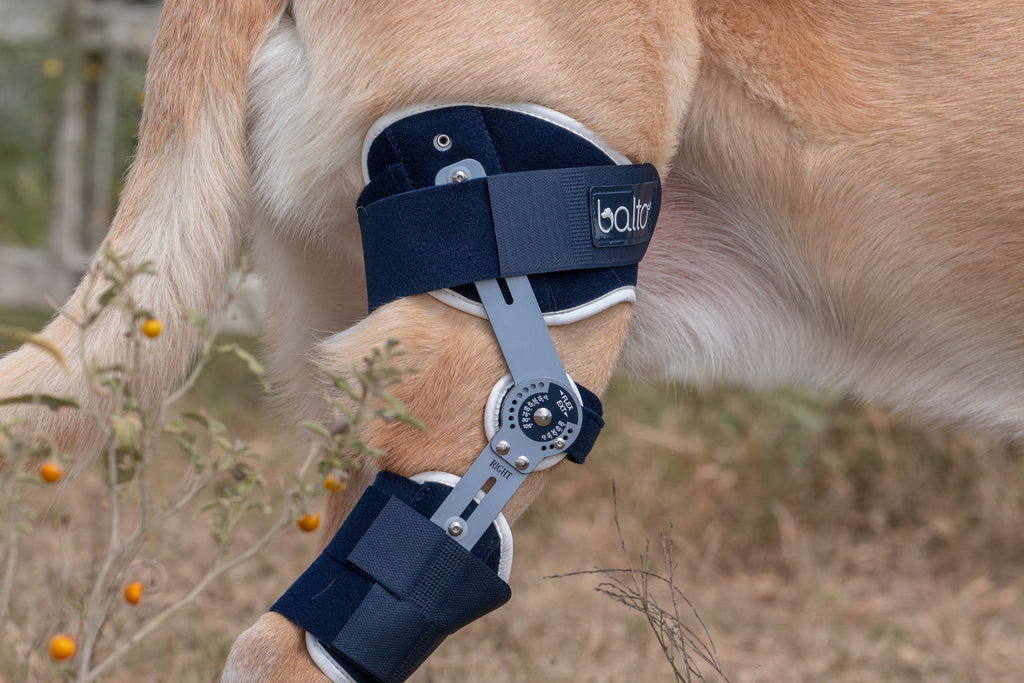 dog wearing ligatek brace outdoors, close up detail of brace