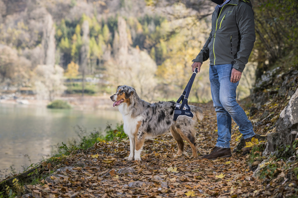 balto up brace on a cute dog looking out beyond the water