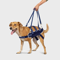 orthopedic bracing for dogs and cats - Balto®USA Body Lift